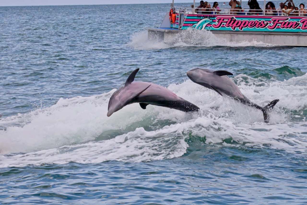 Encounters With Dolphins — photo 1