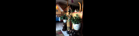 Thai Basil — photo 2
