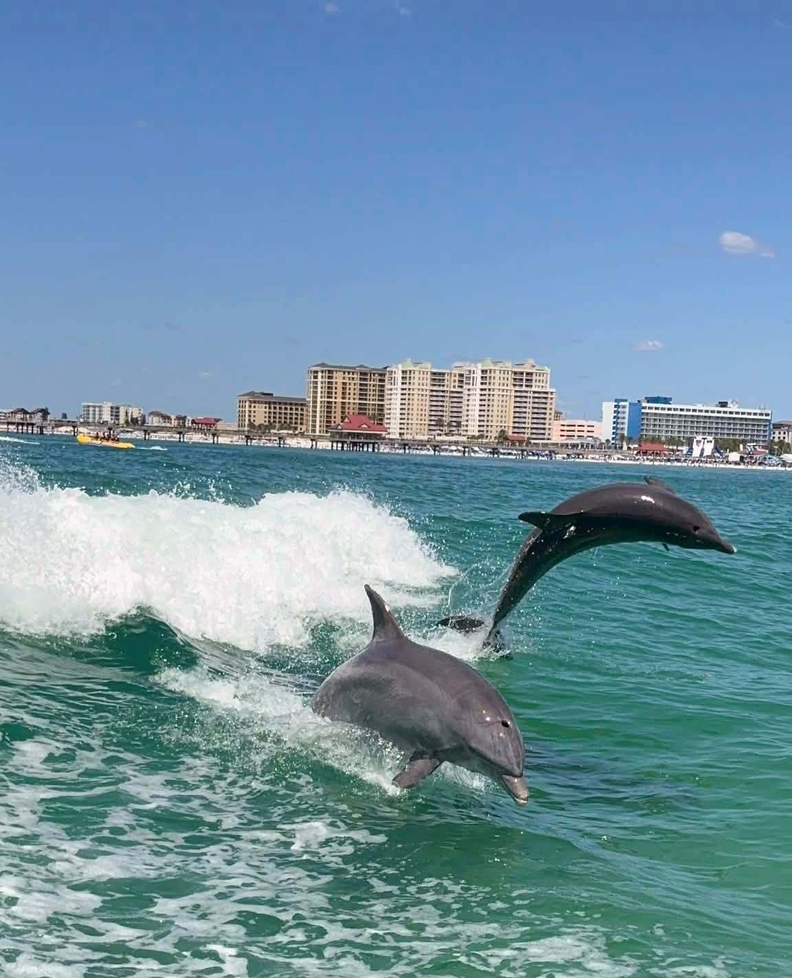 Sea Screamer of Clearwater — photo 1