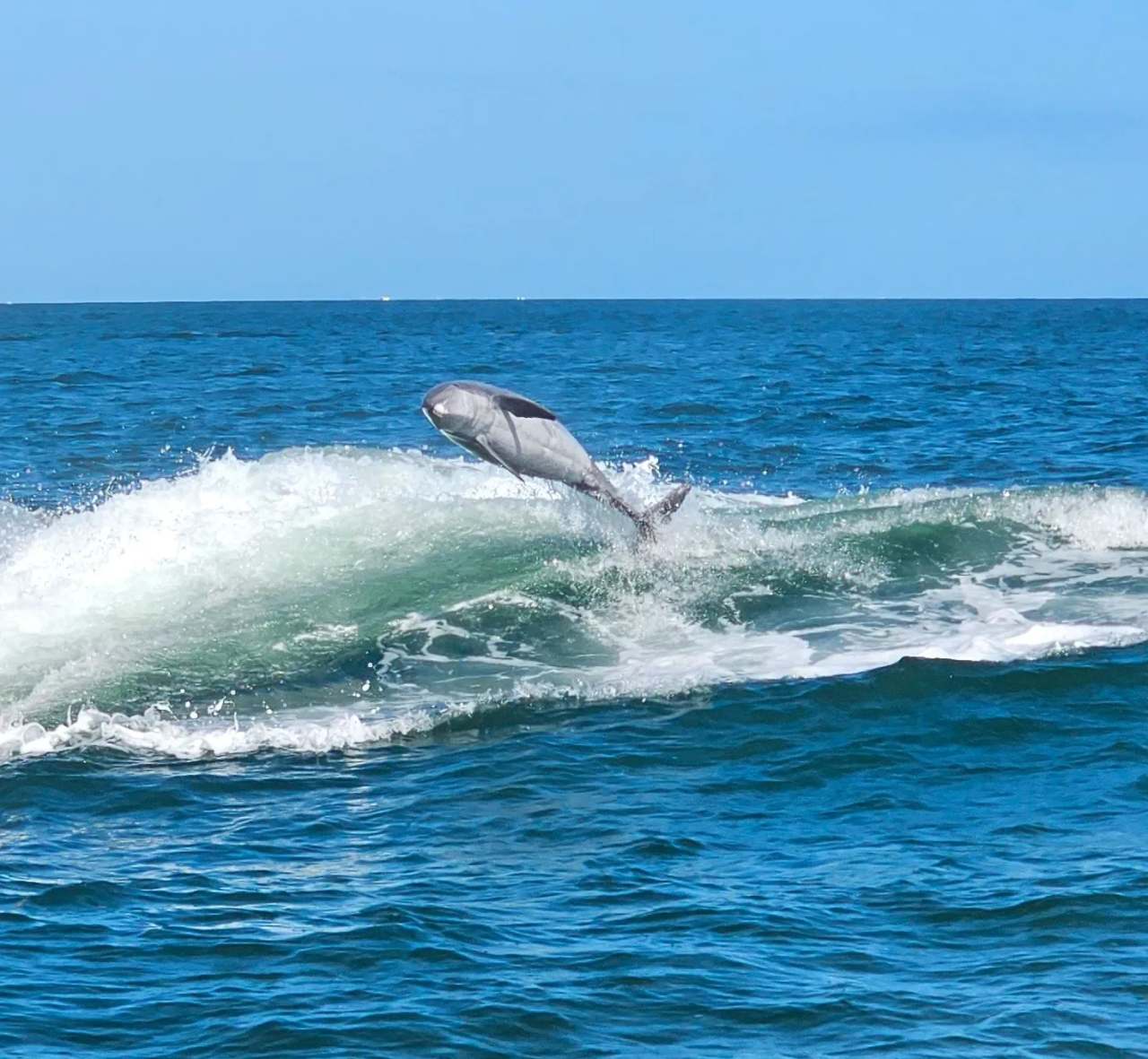 Little Toot Dolphin Adventure — photo 1